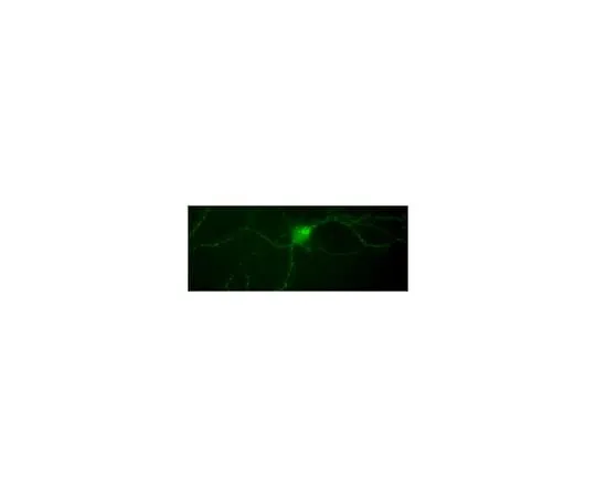 62-8468-32　Anti-phospho-TrkA (Tyr794) Antibody　ABN1383