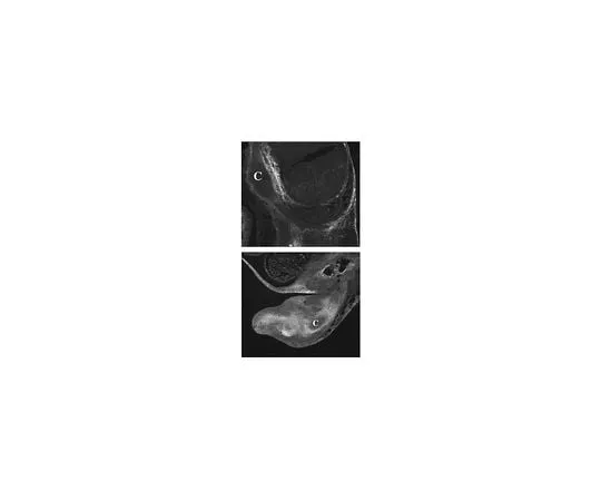 62-8444-73　Anti-Versican, a.a. 535-598 of mo*** versican; 50 μg　AB1032