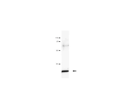 62-8381-16　Anti-c-Jun; 200 μL　06-225