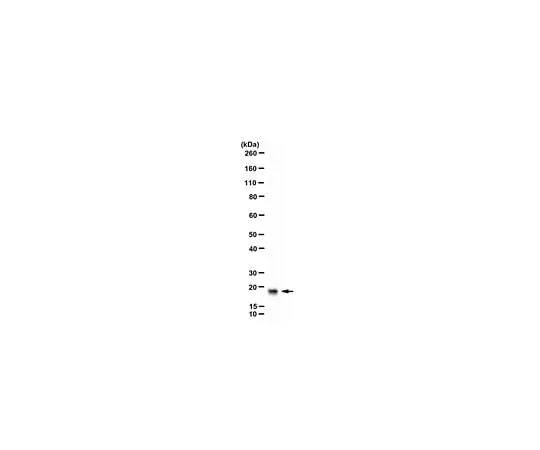 62-8464-37　Anti-GADD45 alpha Antibody　ABE2696