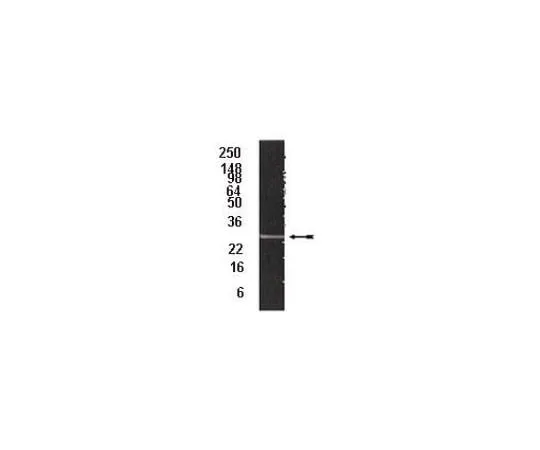 62-8367-87　Anti-20S proteasome subunit α2, clone MCP21; 100 μL　04-039