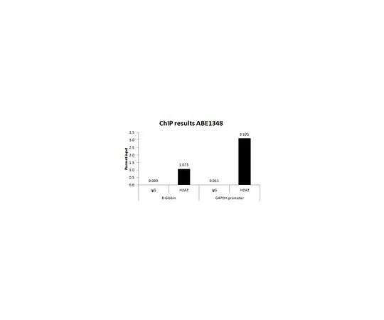 62-8463-38　Anti-Histone H2A.Z (C-term)　ABE1348