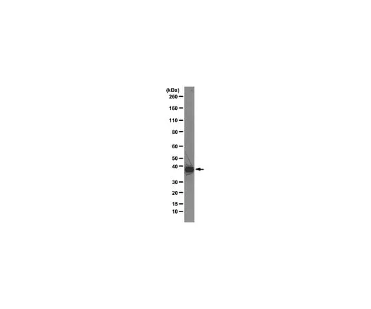 62-8375-15　Anti-hnRNP A1, clone 4B10; 100 μg　05-1521