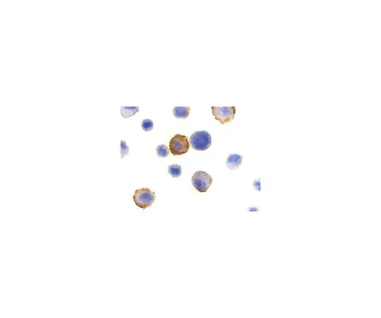 62-8457-85　Anti-Bmf　ABC348