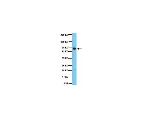 62-8387-78　Anti-Rsk1; 100 μg　07-1477