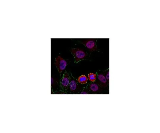 62-8463-23　Anti-Hec1　ABE1302