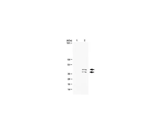 62-8368-63　Anti-phospho-MAP Kinase 1/2 (Erk1/2)(Thr185/Tyr187), clone AW39; 100 μL　04-797
