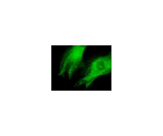 62-8394-53　LentiBrite(TM) EB3-GFP Lentiviral Biosensr　17-10208