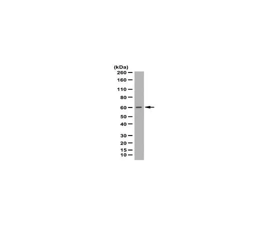 62-8388-76　Anti-Abl interactor 1; 100 μL　7-78