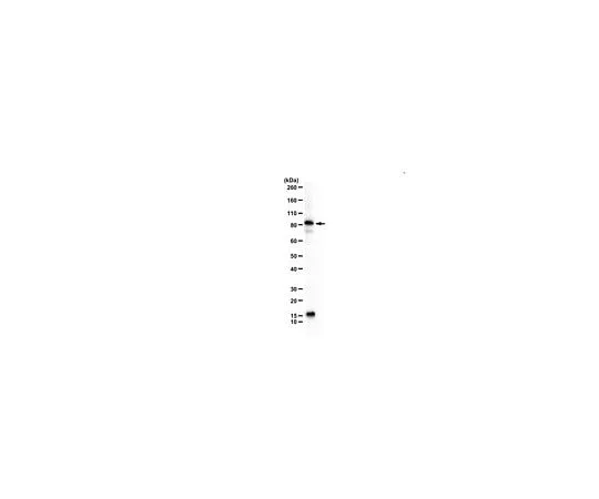 62-8459-25　Anti-ALIX　ABC1435