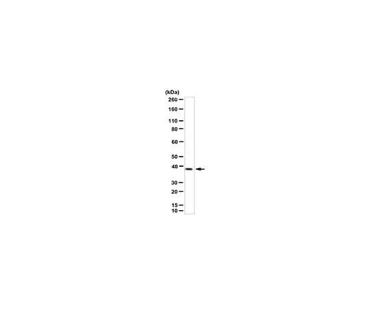 62-8459-78　Anti-Wnt-11　ABD105