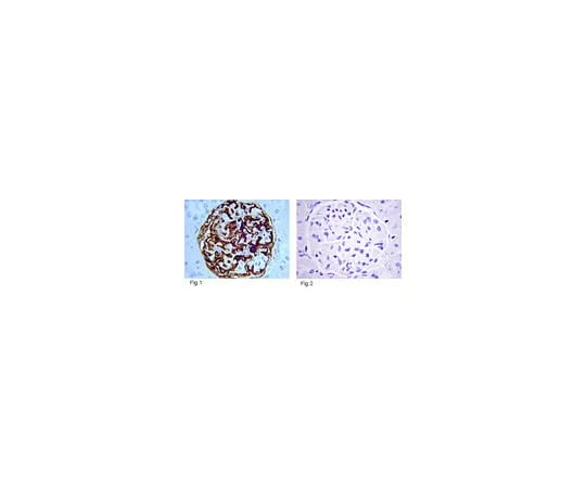 62-8374-25　Anti-Insulin, clone MAB1; 1 mg　05-1108