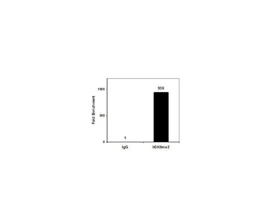 62-8374-54　Anti-dimethyl Histone H3 (Lys9), clone CMA307　05-1249-S