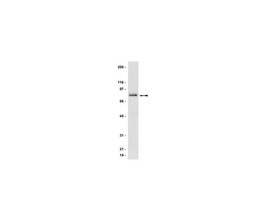 62-8371-24　Anti-GRK 2/3 (βARK 1/2), clone C5/1.1; 100 μg　05-465