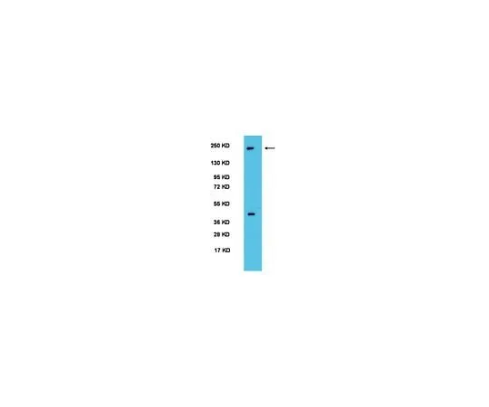 62-8446-37　Anti-PER2; 100 μL　AB2202