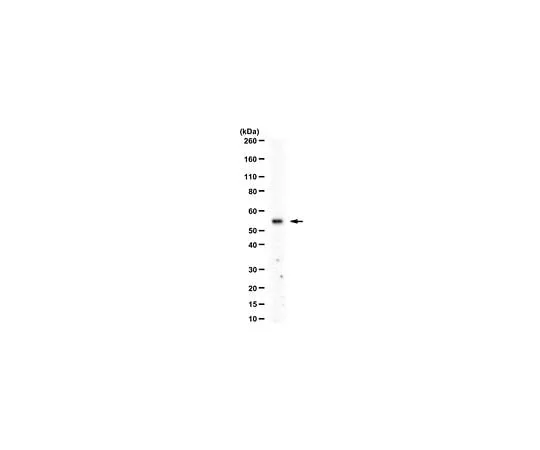 62-8458-50　Anti-Gumby Antibody　ABC488