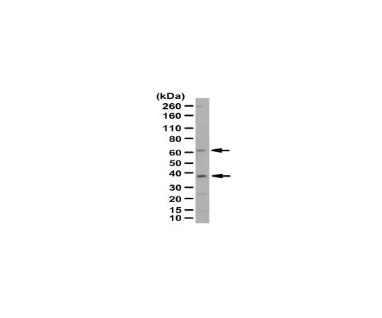 62-8466-30　Anti-PANK2 Antibody Cat. No. ABN259　ABN259