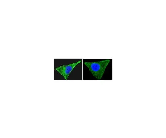 62-8392-49　Anti-β-Tubulin, clone AA2, Alexa Fluor(R) 488 conjugate; 100 μg　16-230