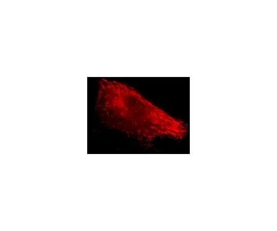 62-8394-60　LentiBrite(TM) EB3-RFP Lentiviral Biosensor　17-10222