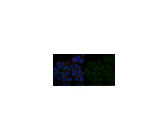 62-8370-51　Anti-IGF-I Antibody, clone Sm1.2, Alexa Fluor(R) 488 Conjugate　05-172-AF488