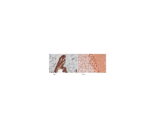 62-8465-34　Anti-PDE9A　ABN32