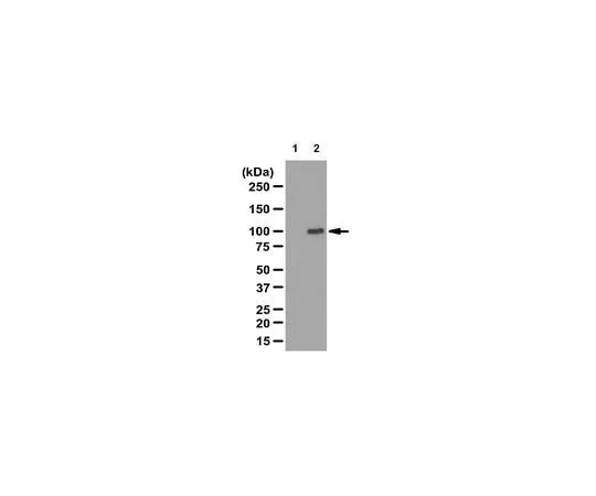62-8382-69　Anti-RIG-I, C-terminus; 100 μg　06-1041