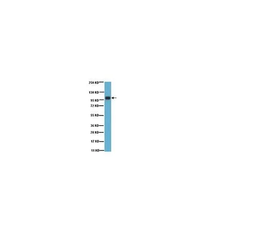 62-8386-07　Anti-Sp1; 100 μg　07-645