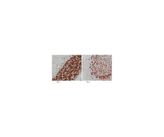 62-8465-68　Anti-NeuN; 100 μL　ABN90