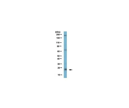 62-8461-86　Anti-Centrin-2 Antibody　ABE480