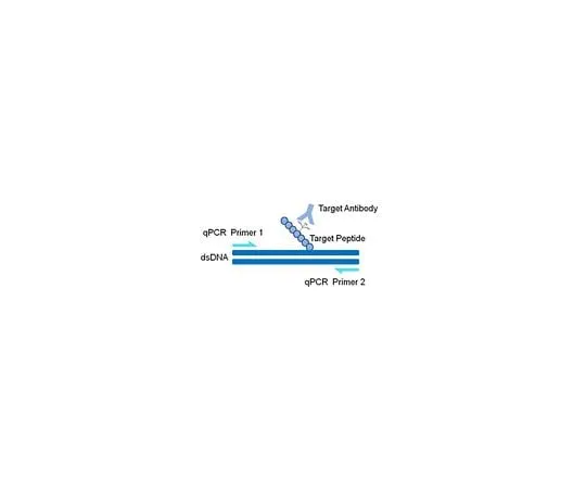 62-8395-07　AccuChIP(TM) Trimethyl-Histone H3 (Lys36) Chromatin Immunoprecipitation Internal Control　17-10503