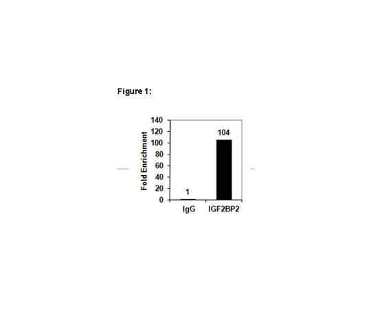 62-8367-75　RIPAb+(TM) IGF2BP2; 10 assays　03-251