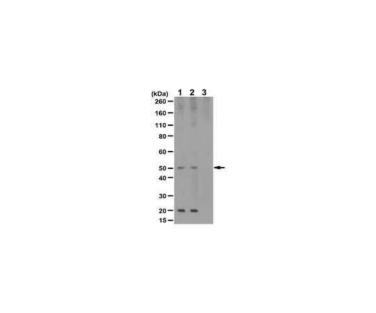 62-8467-93　Anti-phospho GLUT-1 Antibody (Ser226)　ABN991