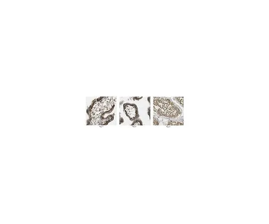 62-8466-39　Anti-Cullin-5 (CUL5)　ABN289