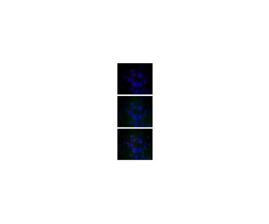 62-8459-08　Anti-IFT88 Antibody　ABC932