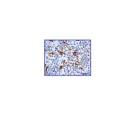 62-8451-53　Anti-Glial Fibrillary Acidic Protein (GFAP); 50 μL　AB5804