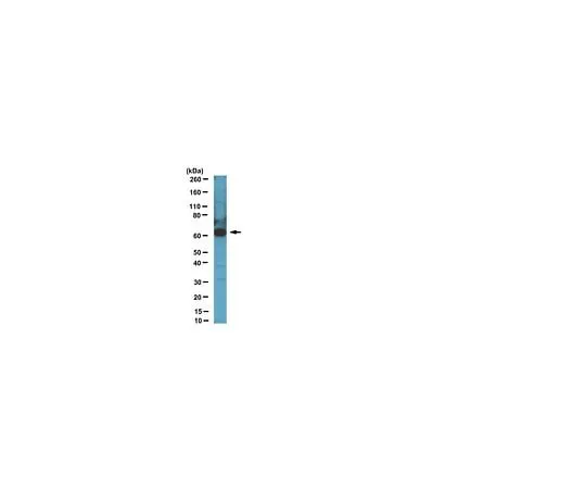 62-8383-10　Anti-CDT1; 100 μL　06-1295