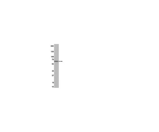 62-8368-77　Anti-Estrogen Receptor β, clone 68-4; 100 μL　04-824