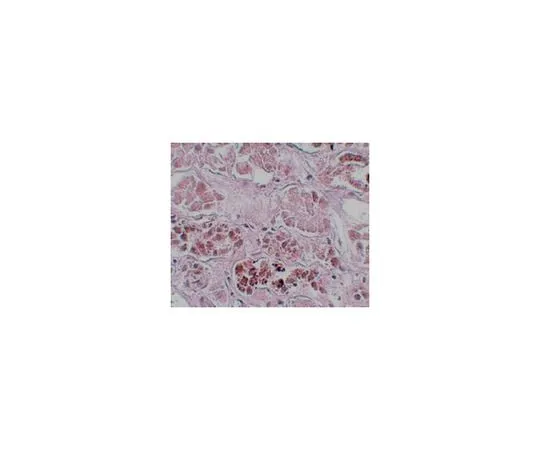 62-8458-77　Anti-SCRN1 Antibody ABC829　ABC829