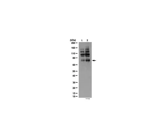 62-8387-98　Anti-phospho-Grb10 (Ser501/Ser503); 100 μg　07-1520