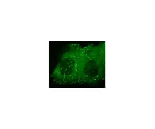 62-8394-37　LentiBrite(TM) Paxillin-GFP Lentiviral Biosensor　17-10154