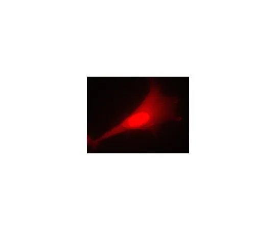 62-8394-91　LentiBrite(TM) RFP Control Lentiviral Biosensor　17-10409