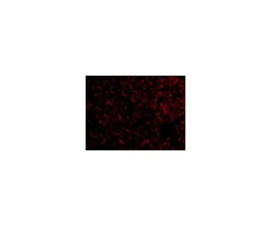 62-8458-91　Anti-IEX1　ABC844