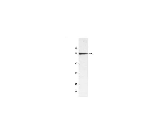 62-8384-20　Anti-BSA (Bovine Serum Albumin); 200 μg　07-248
