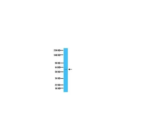 62-8445-19　Anti-Tyrosine Hydroxylase; 100 μL　AB1542