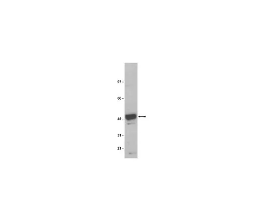 62-8370-96　Anti-Na+/K+ ATPase β-1, clone C464.8; 200 μg　05-382