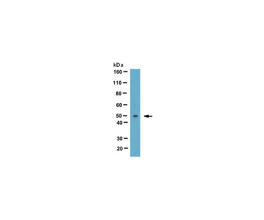 62-8448-92　Anti-LYAR (Ly1 antibody reactive clone); 100 μL　AB4344