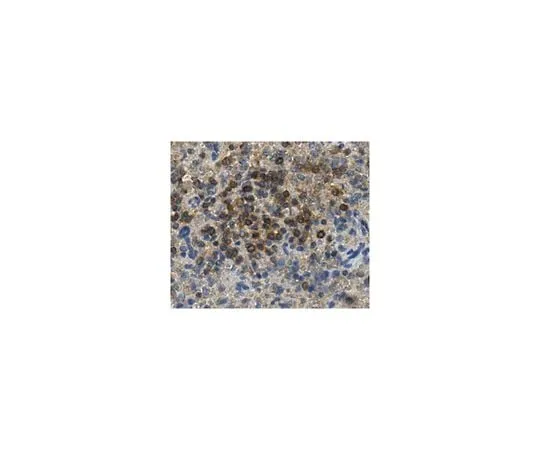 62-8465-96　Anti-CD6　ABN168