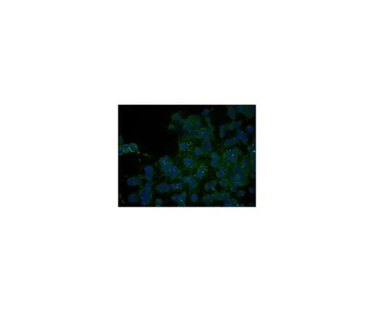 62-8449-69　Anti-NG2 Chondroitin Sulfate Proteoglycan, Biotin Conjugate; 100 μL　AB5320B