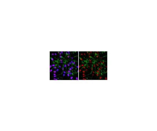 62-8459-38　Anti-IKAROS; 100 μg　ABD16