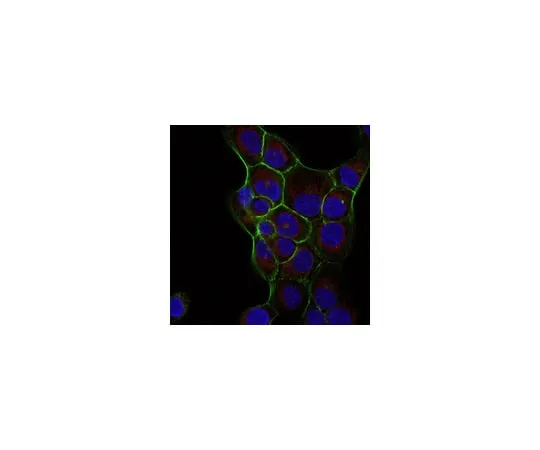 62-8371-54　Anti-Ras Antibody, clone RAS10, Alexa Fluor(R) 647 Conjugate　05-516-AF647